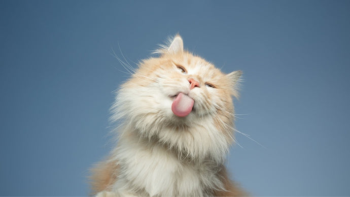 Penyebab Kucing Sering Bersin dan 6 Cara Mengatasinya