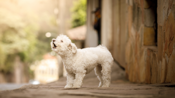 Penyebab Anjing Sering Menggonggong Tanpa Sebab dan Cara Mengatasinya