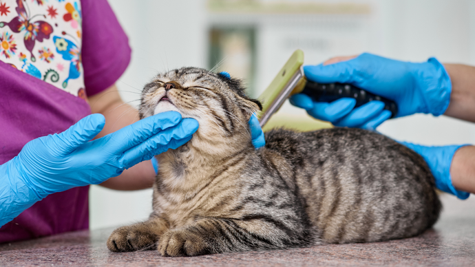 Mengapa Grooming Penting untuk Hewan Peliharaan Kamu?