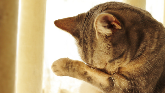 Tips Meninggalkan Kucing di Rumah Agar Tidak Stres