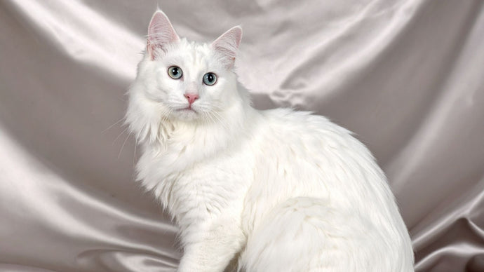 10 Cara Merawat Kucing Anggora agar Tetap Sehat dan Wangi